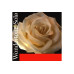 Струны для скрипки PIRASTRO Wondertone Solo 410021 Струны для скрипки PIRASTRO Wondertone Solo 410021